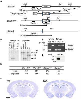 Slitrk4 is required for the development of inhibitory neurons in the fear memory circuit of the lateral amygdala